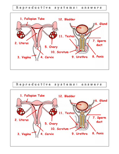 Year 8 - Reproduction - L5 Reproduction in humans