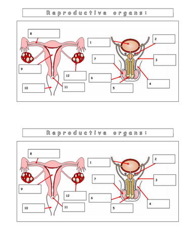 Year 8 - Reproduction - L6  Gametes and Fertilisation in humans (worksheet)