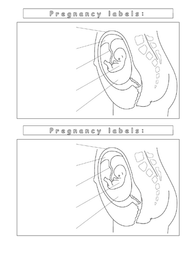 Year 8 - Reproduction - L8 Gestation Worksheet