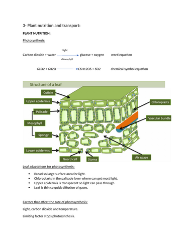 Section 3 notes: plant nutrition/photoysnthesis. IGCSE Biology