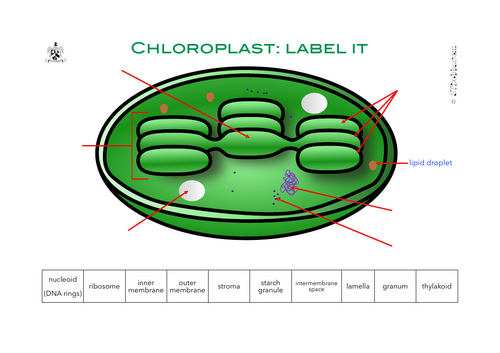 Chloroplast: label it