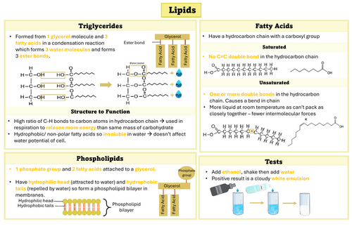 Lipids A Level Biology Revision Sheet