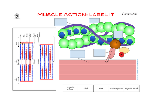 muscle action: label it