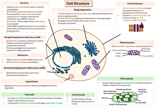 Eukaryotic Cell Structure A Level Biology