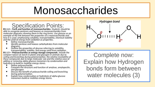 IB Carbohydrates Lesson - Mono and Polysaccharides