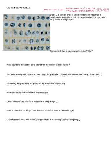 Mitosis Homework Overview Worksheet