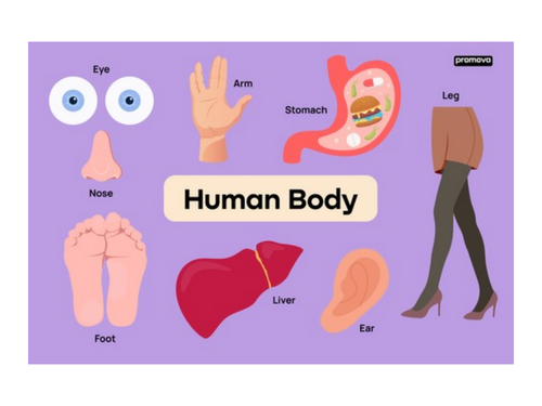 Body Parts Presentation