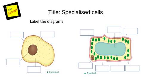 KS3 Cells Entire Unit and Workbook