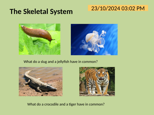 The Skeleton system: bones, joints and muscles