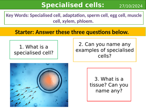 Smart activate 3 - Specialized cells