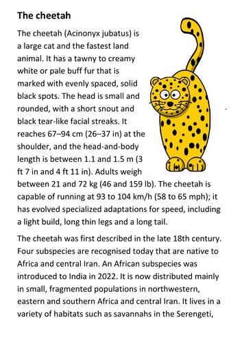 The cheetah Handout