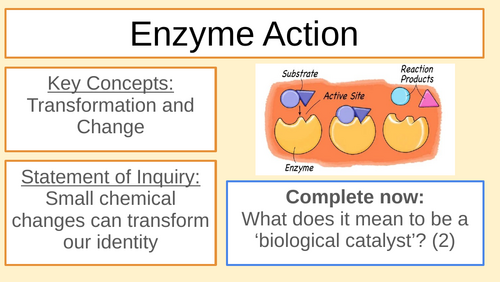 GCSE/MYP Enzymes - denaturation, temperature