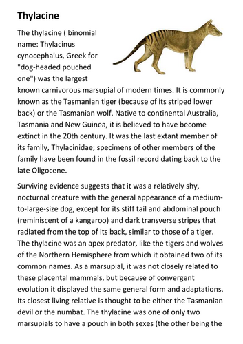 Thylacine (Tasmanian tiger) Handout