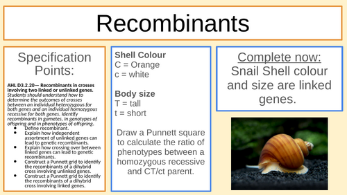 Recombinants (genetics) IB/A-Level