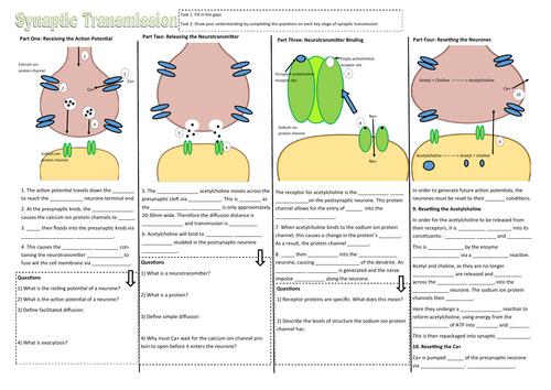 A Level Biology Synaptic Transmission Worksheet