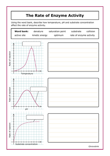 The Rate of Enzyme Activity + Answers