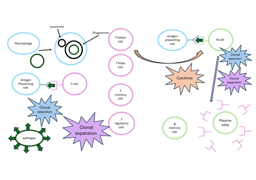 The immune system flow diagram- A-level