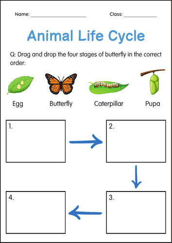 Printable Animals Life Cycle Activity Worksheets for Grade 1, 2, 3