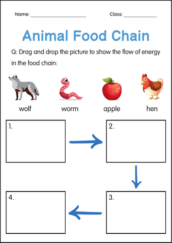 Printable Animals Food Chain Activity Worksheets for Grade 1, 2, 3