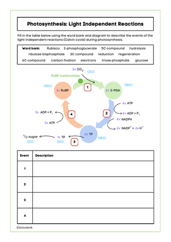 Photosynthesis: Light Independent Reactions + Answers