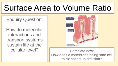 MYP/GCSE Bio Surface Area to Volume Ratio