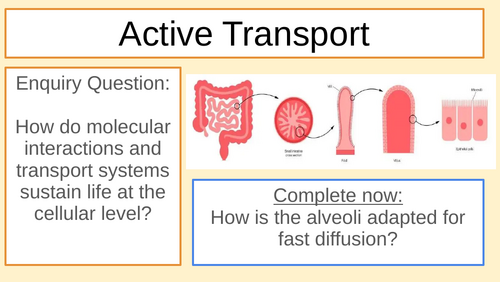 MYP/GCSE Bio Active Transport