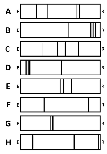 Space: Investigating Spectra from Stars