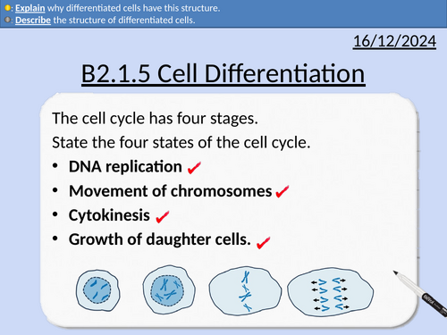 GCSE Biology: Cell Differentiation