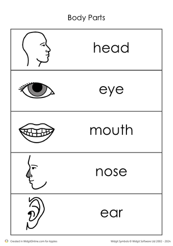 KS1 Human Body