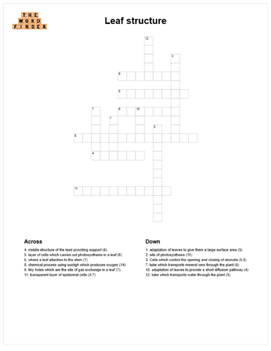 Leaf structure crossword