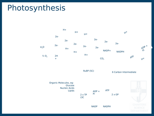 Photosynthesis OCR Biology A