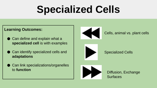 KS3 Specialized Cells Lesson