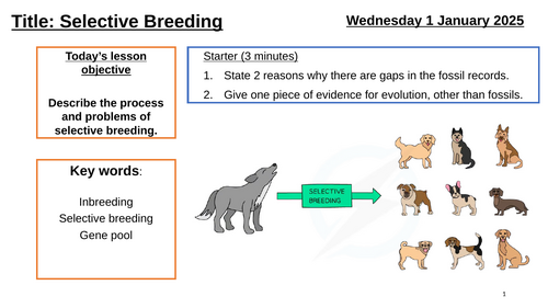 AQA GCSE Biology "Lesson 17 - Selective Breeding" (Inheritance, Variation & Evolution Topic)