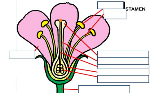 KS3 Flower structure and dissection