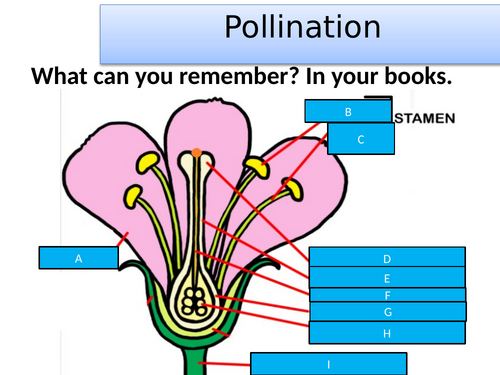 KS3 Pollination