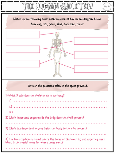 The Human Skeleton Worksheet KS3 LA