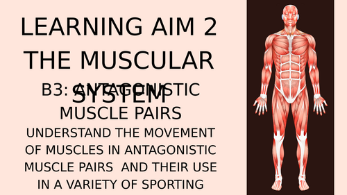 BTEC Sport Anatomy - Learning Aim B Muscular System PowerPoint Collection