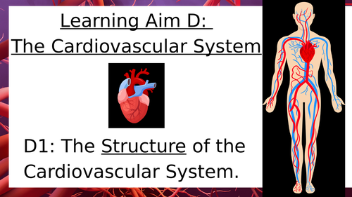 BTEC Sport Anatomy - Learning Aim D Cardiovascular System PowerPoint Collection