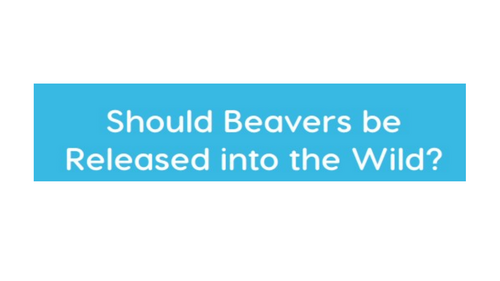The Write Stuff - Should beavers be released into the wild? PPT