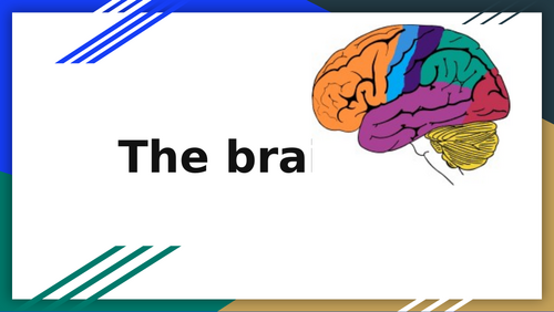 C3.1 Integration of body systems - The brain | Teaching Resources