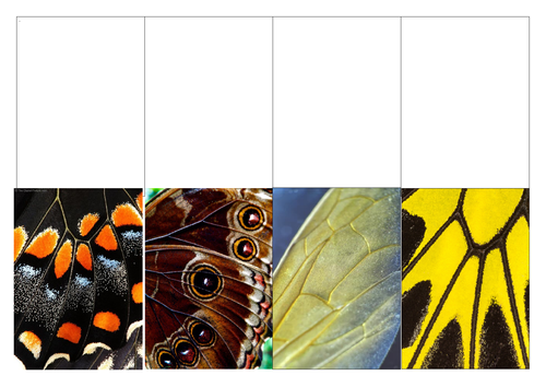 Close up wing drawing worksheet