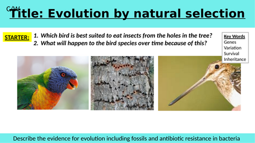 Natural selection KS4 AQA