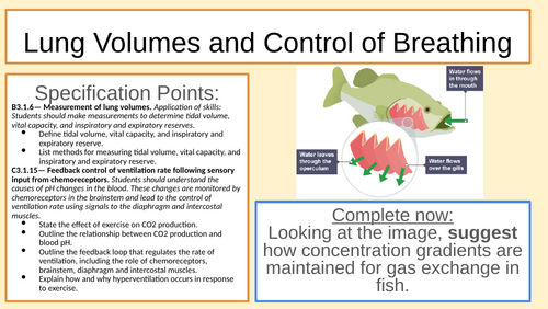 IB BIO: Lung Volumes Spirometers Neural Control