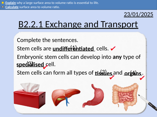 GCSE Biology: Exchange and Transport