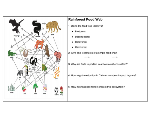 Food web - worksheet