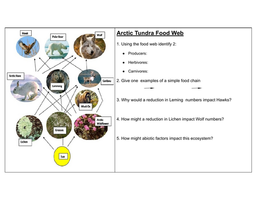 Food web - Tundra