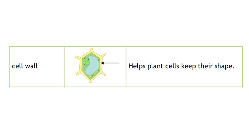 Cell Organelle Information Hunt Cards