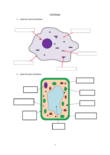 Cells (Eukaryote and Prokaryote) Revision