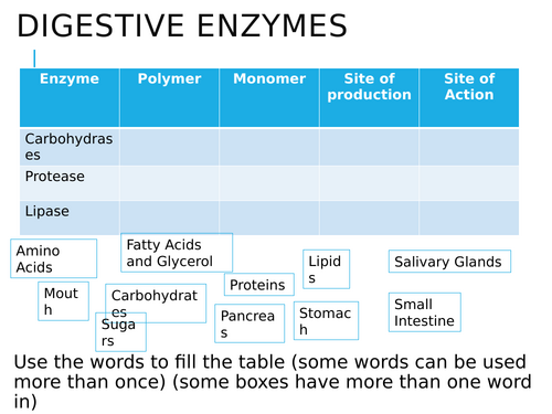 Digestive Enzymes