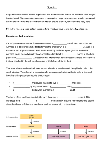 AQA ALevel Biology Digestion